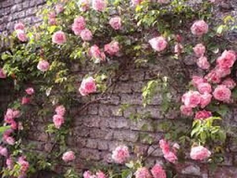 1 plant de rosier sans epines rose 3 Dgagnac (46)