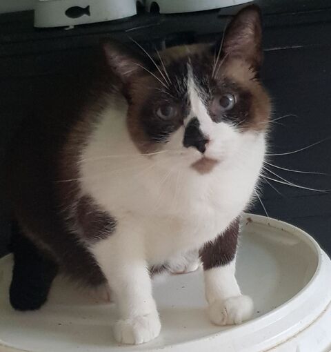 DJANGO CROISE SIAMOIS 9 ANS 195 92260 Fontenay-aux-roses