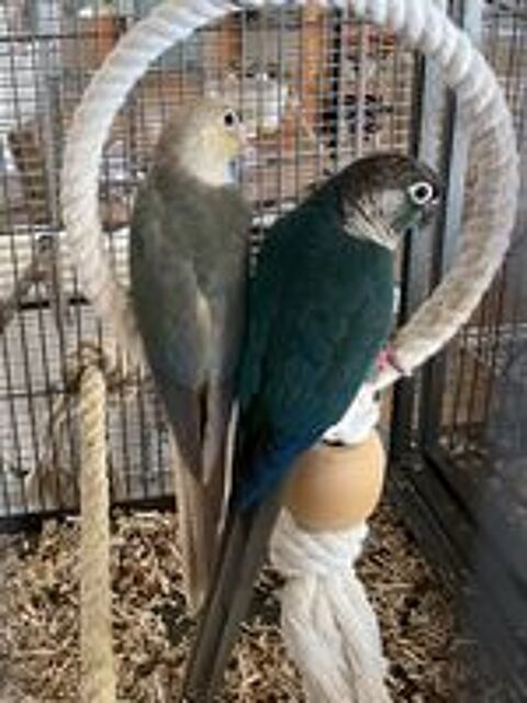   Jeunes conures 2026 et adultes jeunes EPP, tous turquoises,  