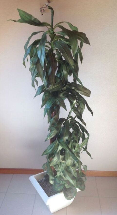 GRANDE PLANTE ARTIFICIELLE COMPOS�E Ht 162cm
49 Tr�gunc (29)