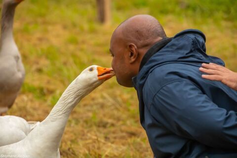  Plusieurs  oies  avec races diff&eacute;rentes rares (21 oies)
50 85110 Monsireigne