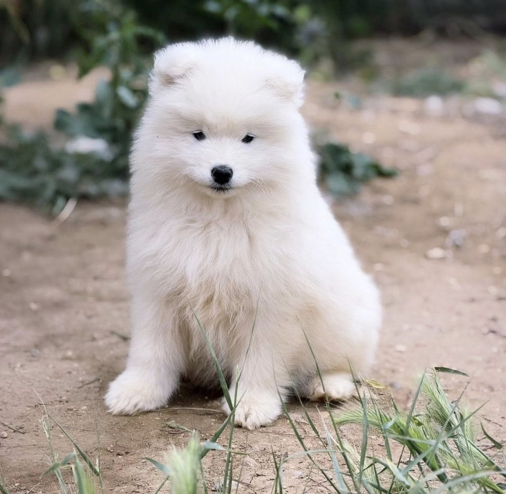   🐻‍❄️🤍 Chiots Samoyède LOF type ours (parents testés santé 🧬🩺) – lignée sibérienne prestigieuse 