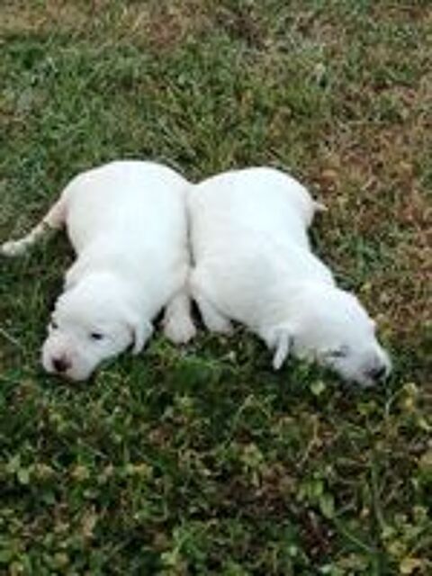   chiots setter anglais 