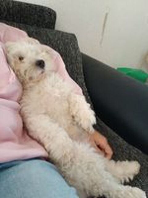   Recherche femelle coton de Tulear pour saillie  