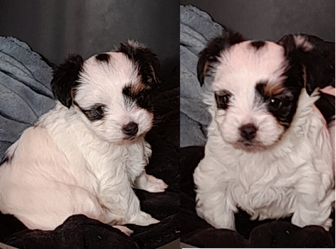 FEMELLE YORK BIEWER  1250 36220 Martizay