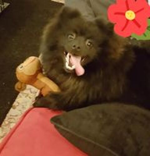   Saillie spitz 
