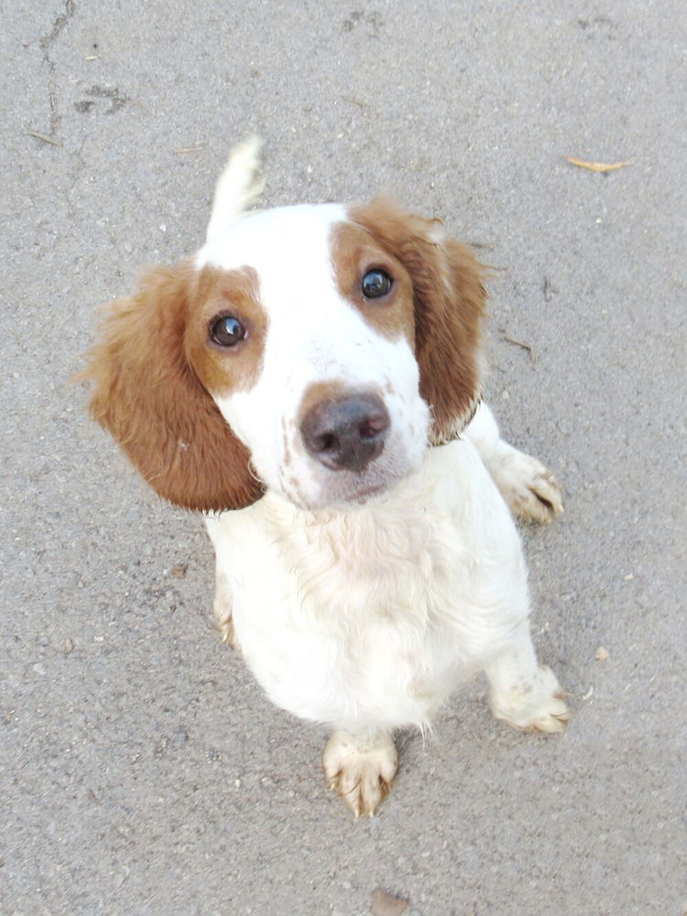   Rio est à l'adoption! 