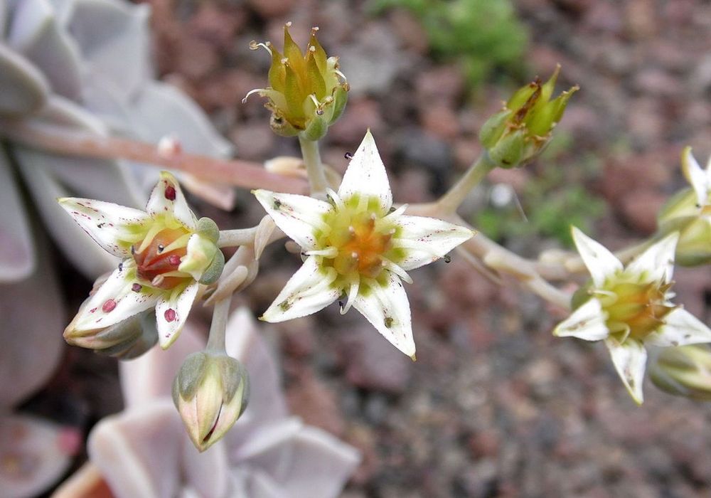 plante graptopetalum Jardin