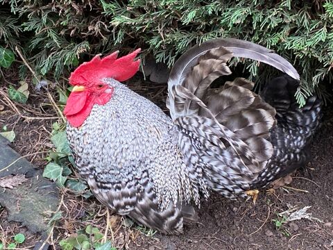 Coq nain CHABO 10 77111 Soignolles-en-brie