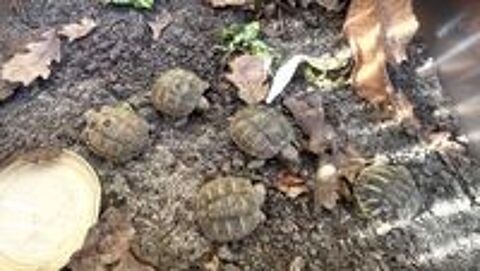   Bébés tortues sept. 2026 