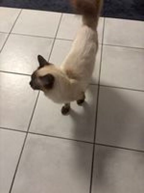   Chat  