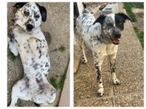   Chien SOTHIEetSIA  l adoption 