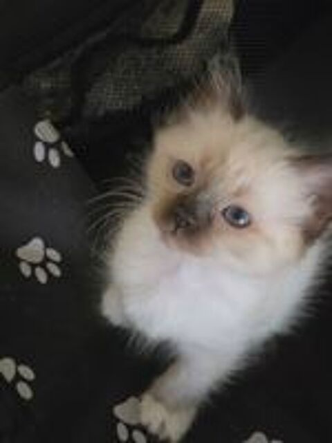   chaton secré de birmanie LOOF 