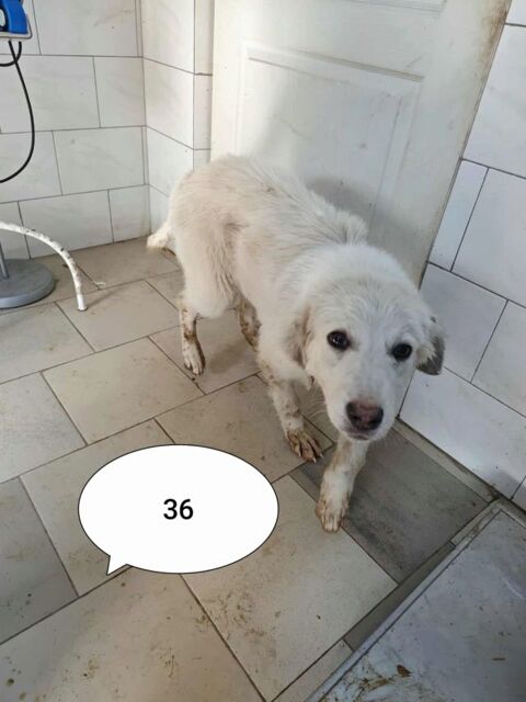 Sweetheart à l'adoption 320 64000 Pau