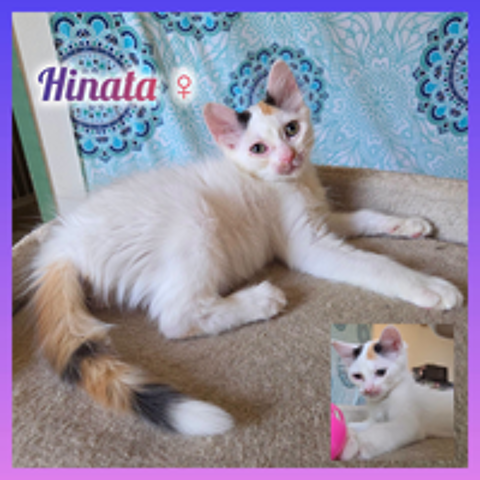   Chaton à adopter 