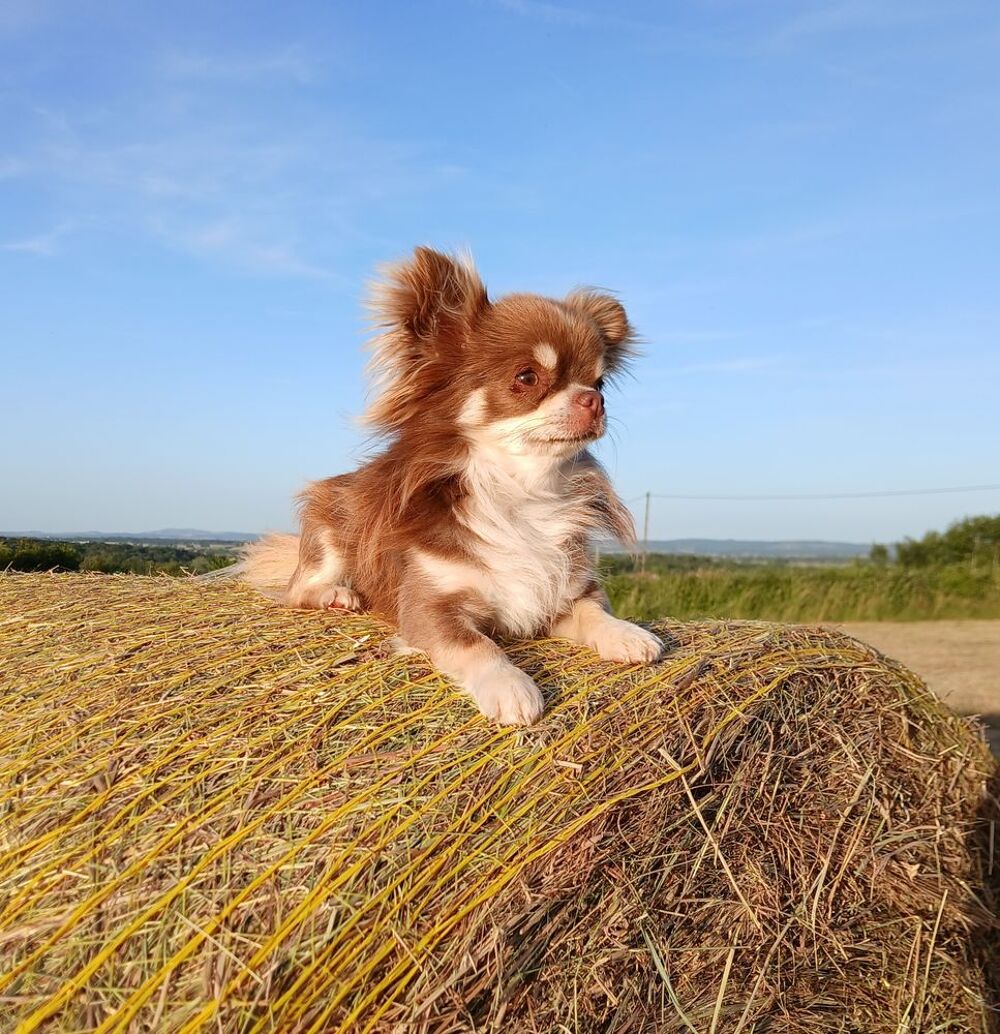  Mâle Chihuahua LOF de 2 ans, couleur chocolat 