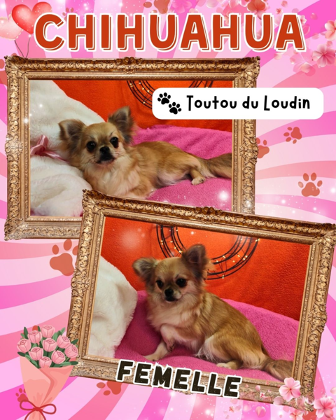 Chiot chihuahua femelle poils longs 700 18140 Pr�cy