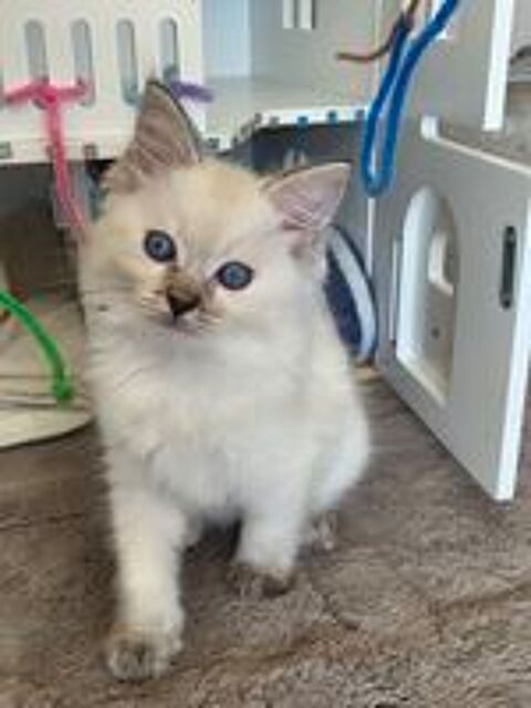   Chatons type Ragdoll 