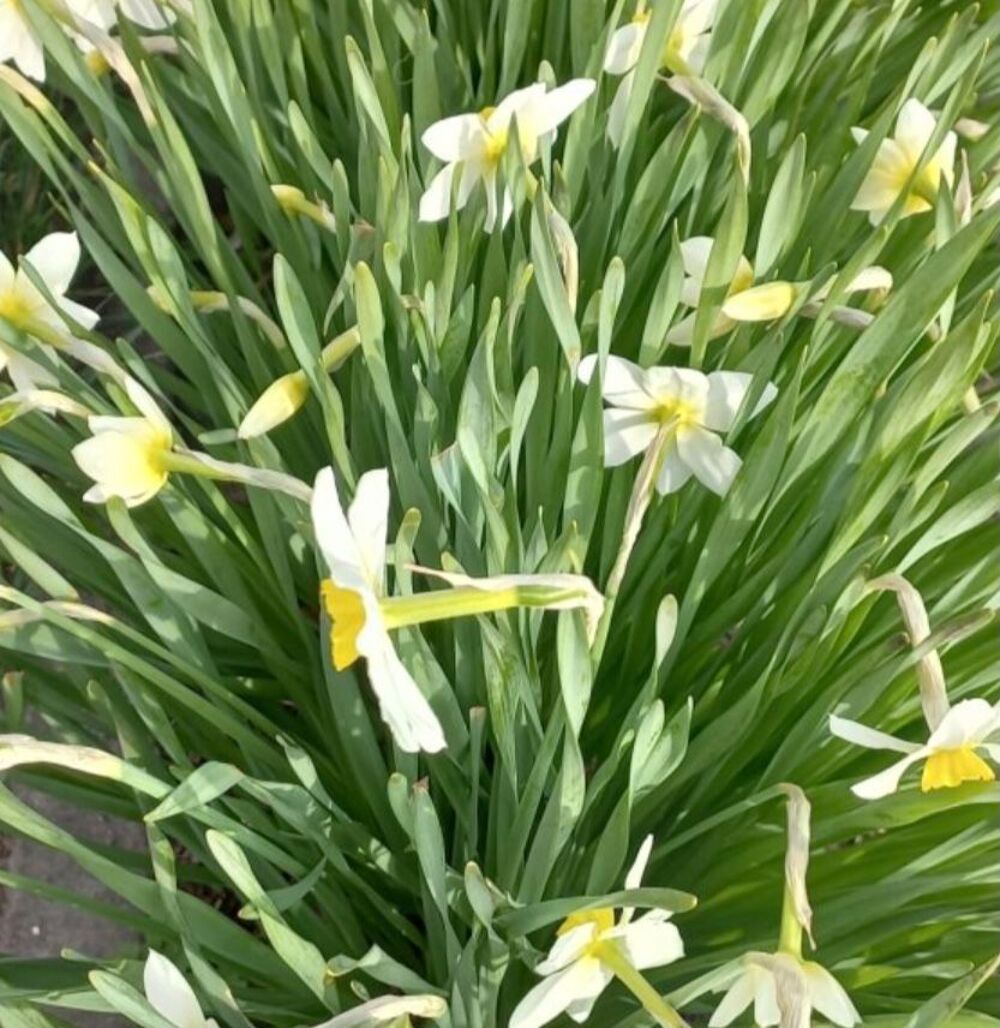 Lot les narcisses couleur blanche Jardin
