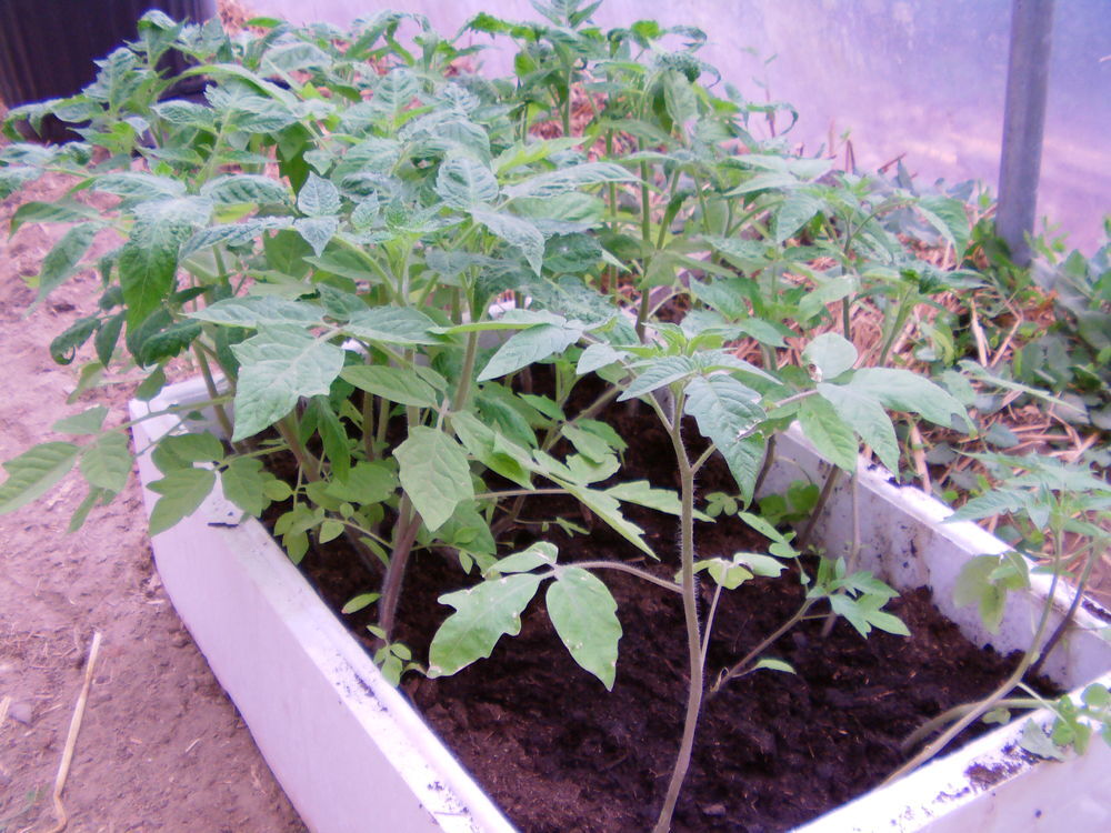 pieds de tomate Jardin