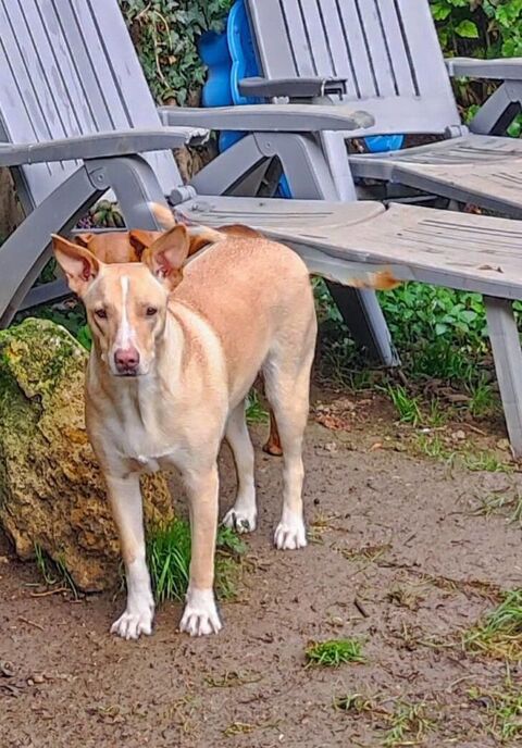 Gribouille, femelle croisée berger, née le 25/10/2024 380 57000 Metz