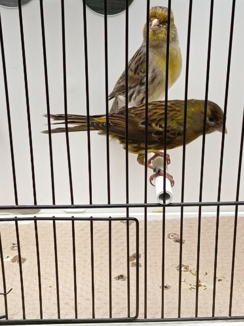 canaris 45 44390 Nort-sur-erdre