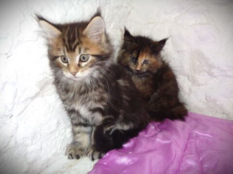 chatons maine coon males femelles 749 07600 Vals-les-bains