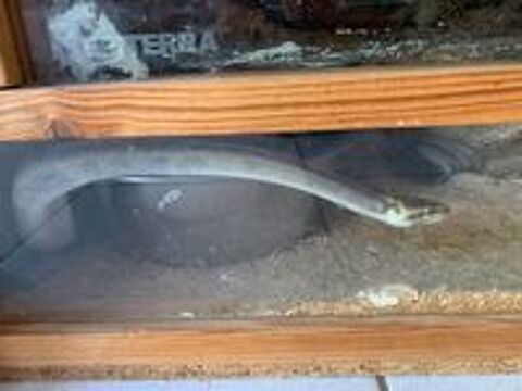   terrarium et serpent 
