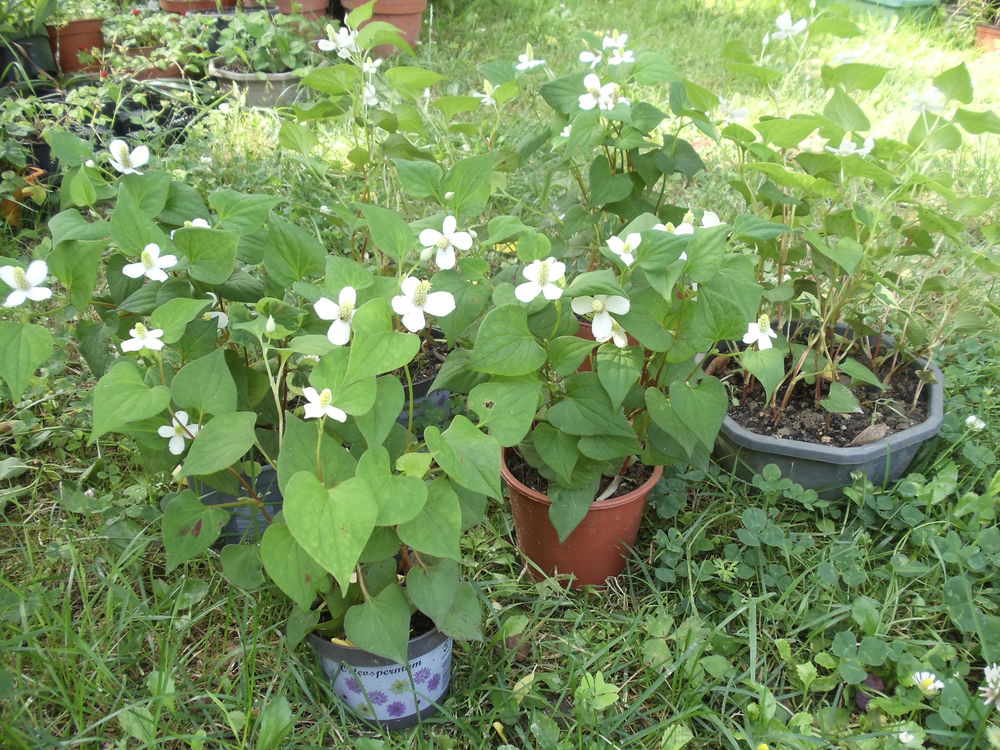 Poivrier de chine
Jardin