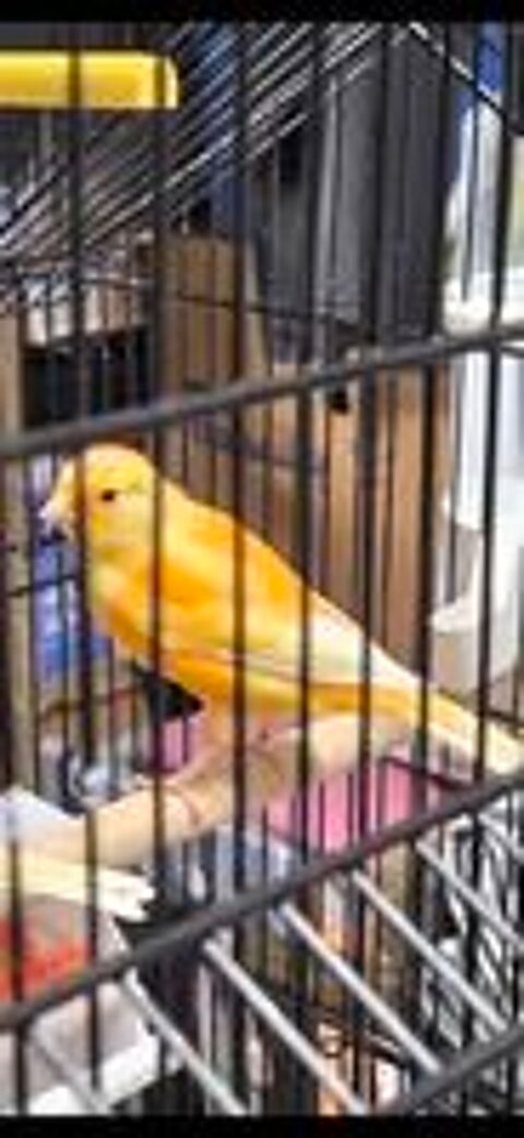   canaris mal ou femelles 20 euros.  