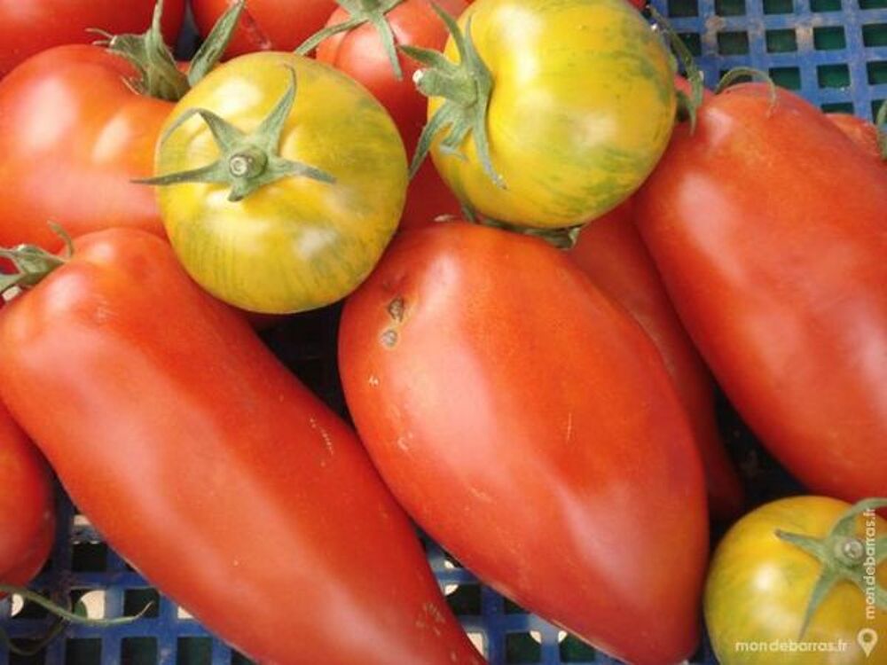 Graines de tomates anciennes Bio Jardin