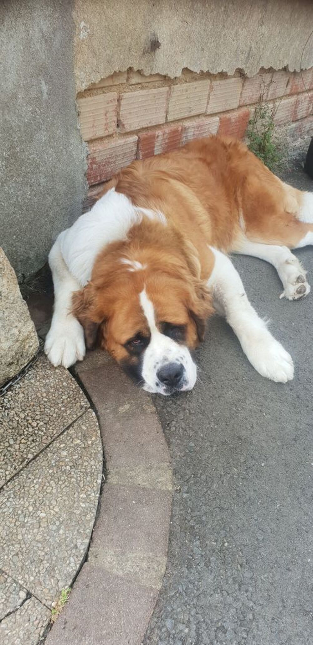   femelle saint bernard 
