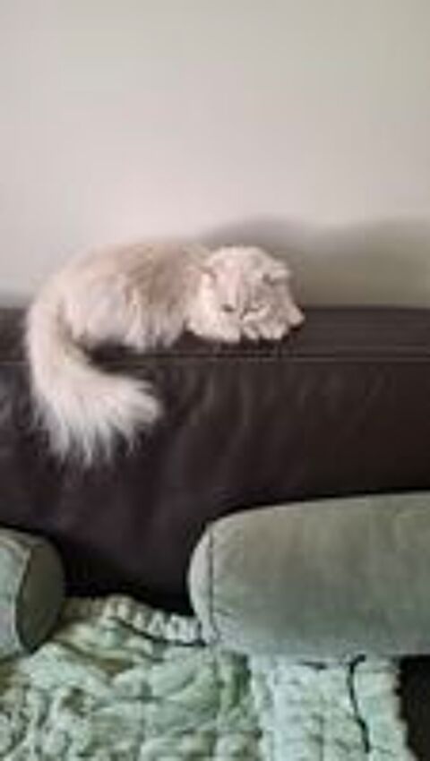   Persane Chinchilla Loof 2 ans  