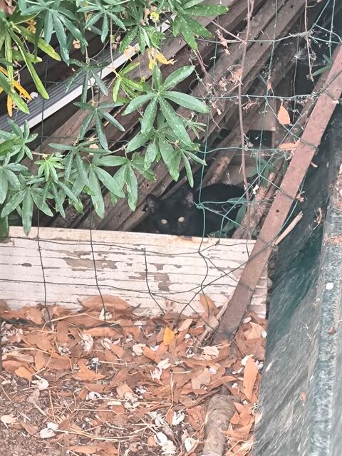 Donne joli  chaton  noir  sur beziers  contre bon  soins .  0 34500 Béziers
