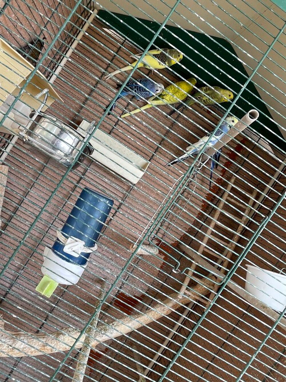 perruches + cage Jardin