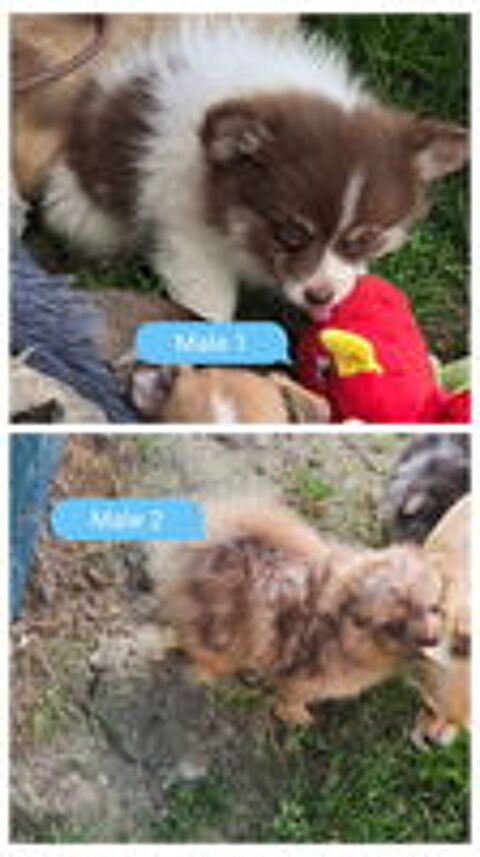   Pomchi mâle poils longs 2 mois 