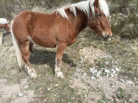 pouliche comtoise 1700 05140 Montbrand