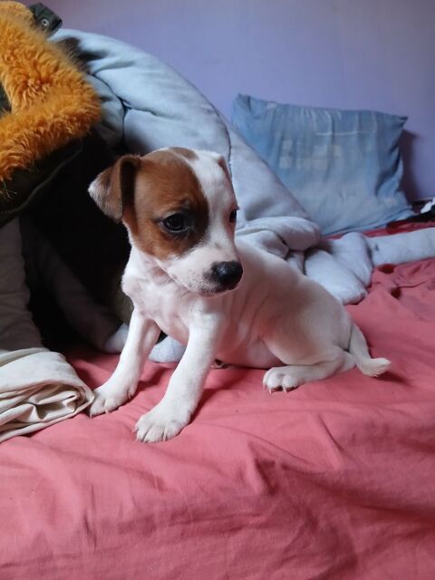 Chiots jack Russel m&acirc;le et femelle 700 62370 Audruicq