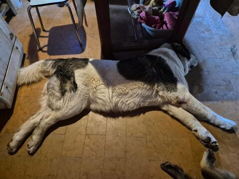 Chien ERA &agrave; l adoption 210 07300 Tournon-sur-rh�ne