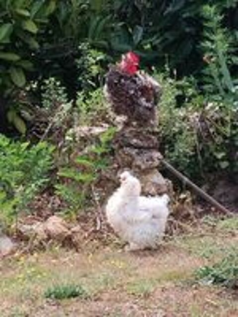   Couple de coqs/poule. 