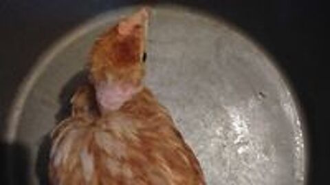  poulette vaccines 