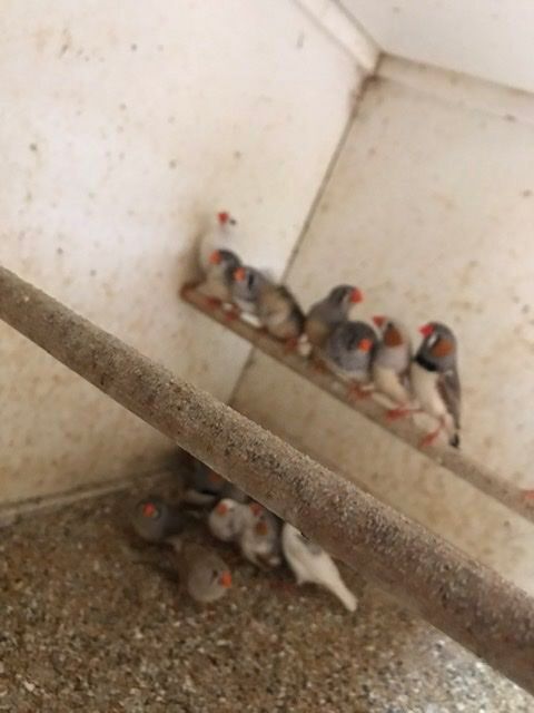 Mandarins 13 31600 Muret