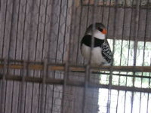   Diamant Gould 