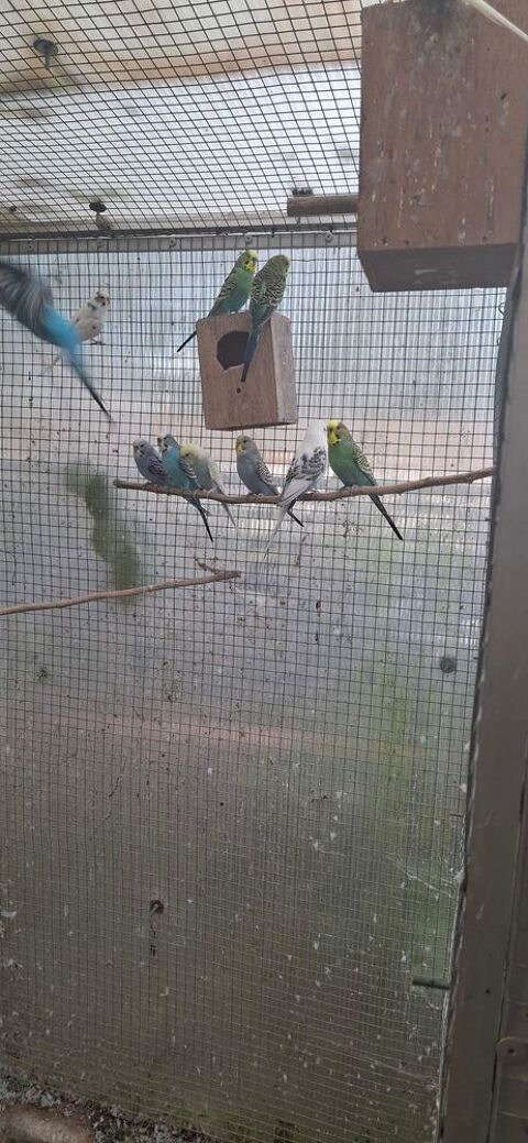 Perruches ondul&eacute;es 10 85360 La tranche-sur-mer