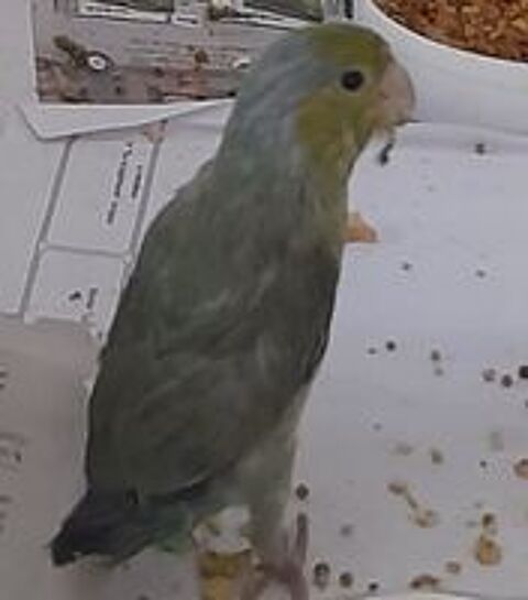   Perruche celeste  
