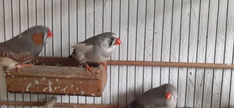 Cède oiseaux exotiques 75 04870 Saint-michel-l'observatoire