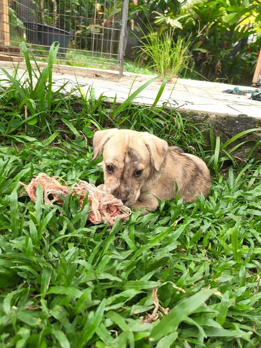   BIJOU, un bébé en or 