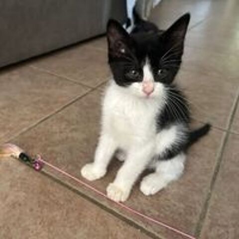   PROF, jolie minette à l'adoption  