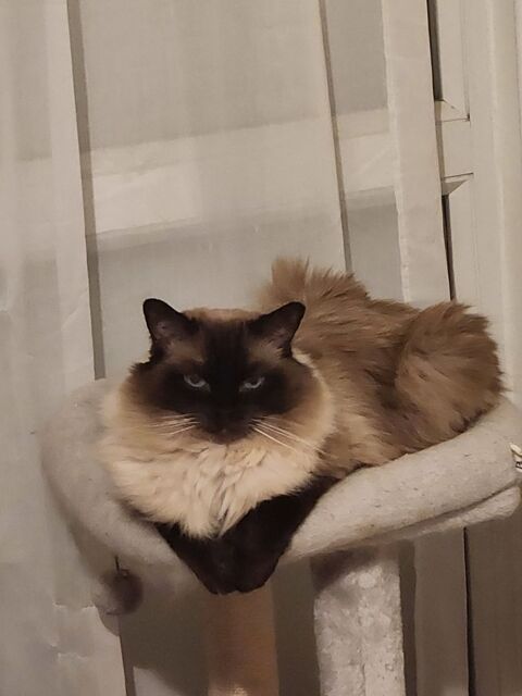 Rechetche femelle ragdoll 1 an 0 35200 Rennes