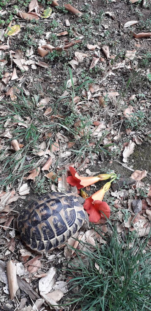 Tortue 0 13100 Aix-en-provence
